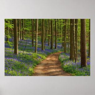 Wälder Bluebellwald in Belgien Poster