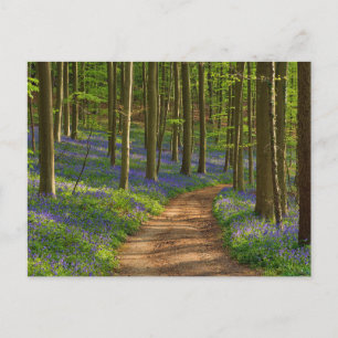 Wälder   Bluebellwald in Belgien Postkarte