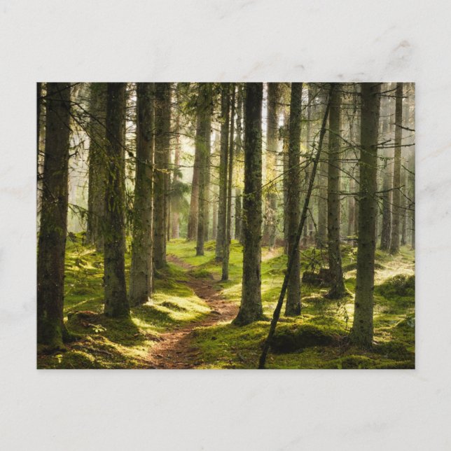 Wälder | Boreal Forest Schweden Postkarte (Vorderseite)
