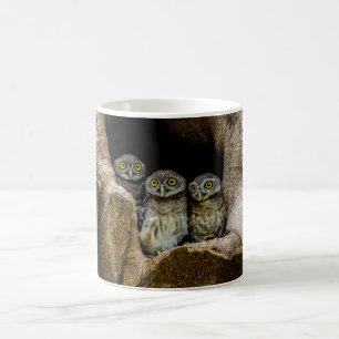 Wälder   Drei Eulen suchen Kaffeetasse