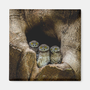 Wälder   Drei Eulen suchen Magnet