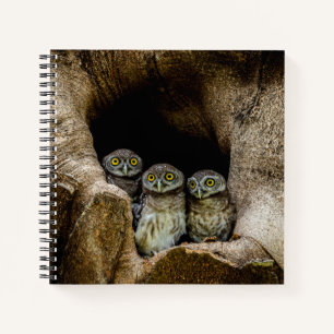 Wälder   Drei Eulen suchen Notizbuch