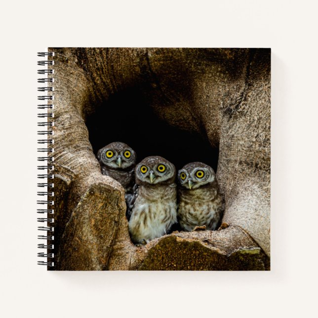 Wälder | Drei Eulen suchen Notizbuch (Vorderseite)