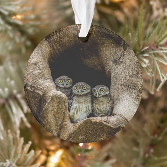 Wälder | Drei Eulen suchen Ornament (Baum)