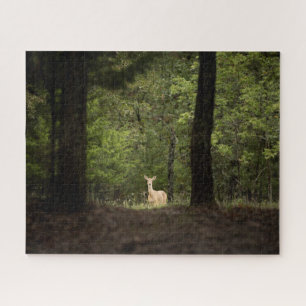 Wälder Ein weißer Schwanz im Wald