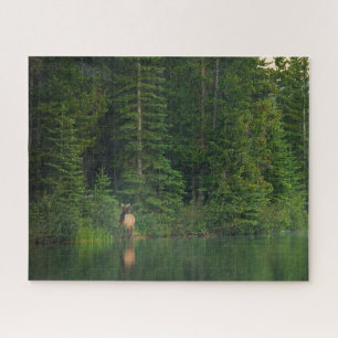 Wälder   Elch im Banff-Nationalpark Alberta