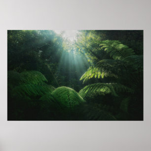 Wälder Fernen im Regenwald Poster