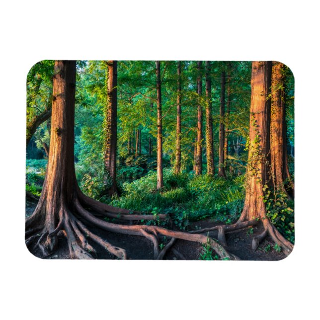 Wälder | Grünland und Wälder Magnet (Horizontal)