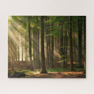 Wälder Herbstwald