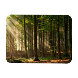 Wälder Herbstwald Magnet