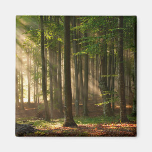 Wälder Herbstwald Magnet