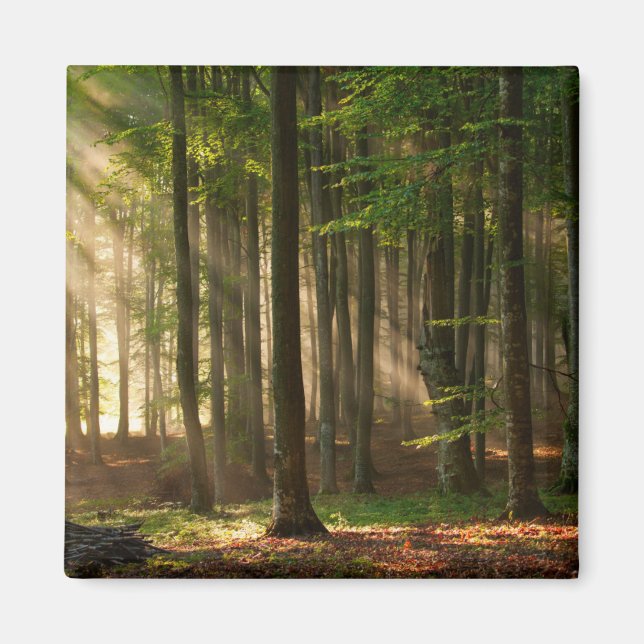 Wälder | Herbstwald Magnet (Vorne)