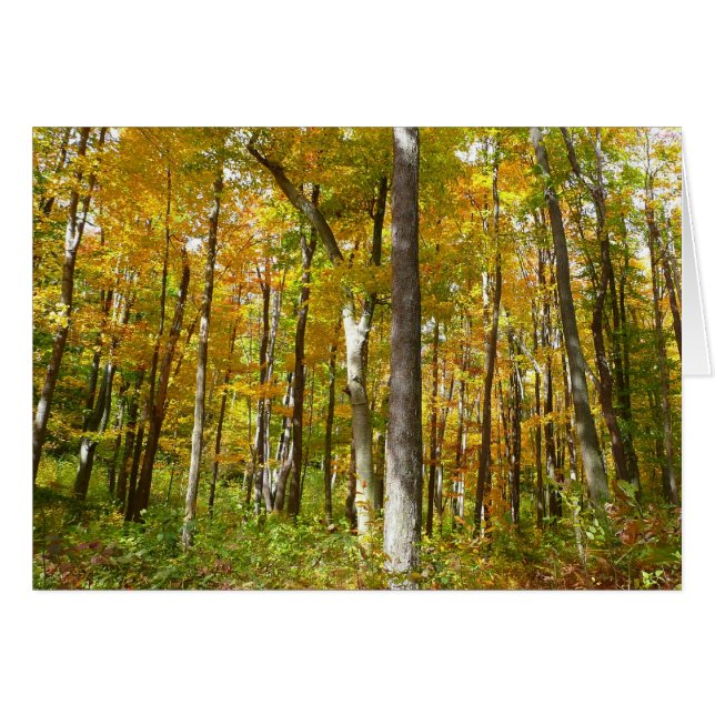 Wälder in Gelben Blätter Herbstlandschaft (Vorderseite (Horizontal))