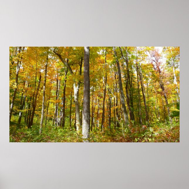 Wälder in Gelben Blätter Herbstlandschaft Poster (Vorne)