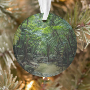 Wälder Iriomote Ishigaki Nationalpark Ornament