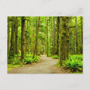 Wälder   Olympischer Nationalpark Postkarte