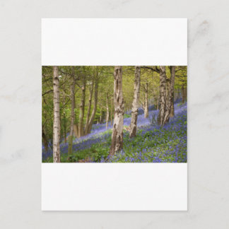 Wälder Postkarte