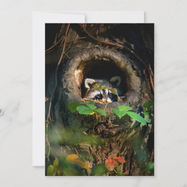 Wälder | Raccoon Peeking Dankeskarte (Vorderseite)