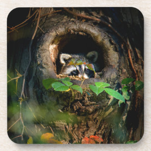 Wälder   Raccoon Peeking Getränkeuntersetzer