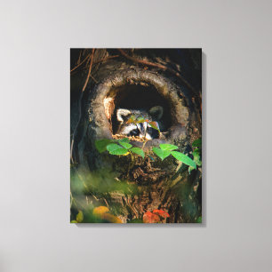 Wälder   Raccoon Peeking Leinwanddruck