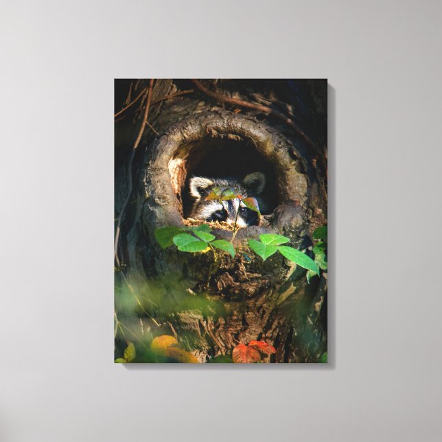 Wälder | Raccoon Peeking Leinwanddruck (Vorderseite)