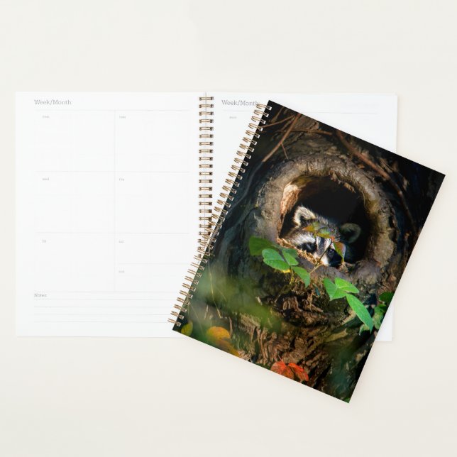 Wälder | Raccoon Peeking Planer (Anzeige)