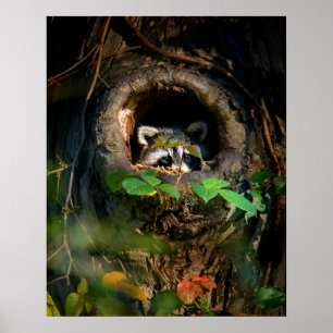 Wälder Raccoon Peeking Poster