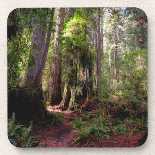 Wälder Redwood Forest California Getränkeuntersetzer