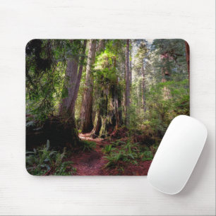 Wälder   Redwood Forest California Mousepad
