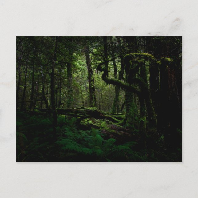 Wälder | Routeburn Track Fiordland Nationalpark Postkarte (Vorderseite)