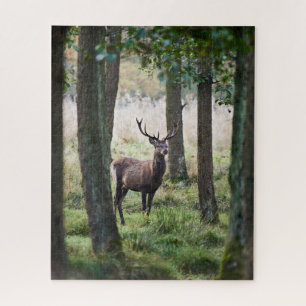 Wälder   Wälder und Rotwild