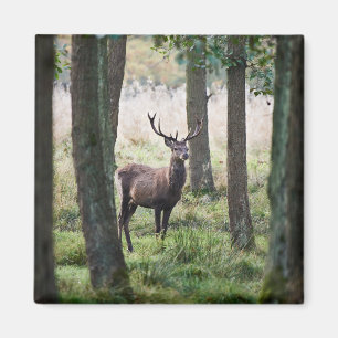 Wälder Wälder und Rotwild Magnet