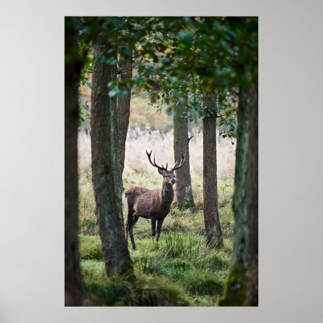 Wälder | Wälder und Rotwild Poster (Vorne)