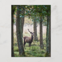 Wälder | Wälder und Rotwild
