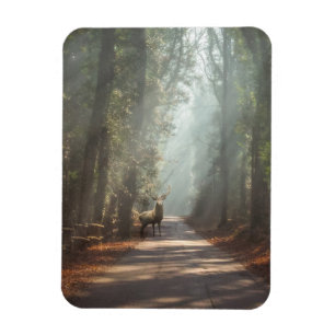 Wälder Waldland Stag Magnet