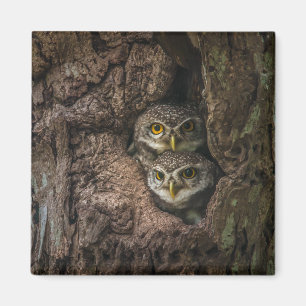 Wälder Zwei Eulen schauen Magnet