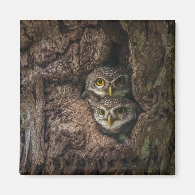 Wälder | Zwei Eulen schauen Magnet (Vorne)