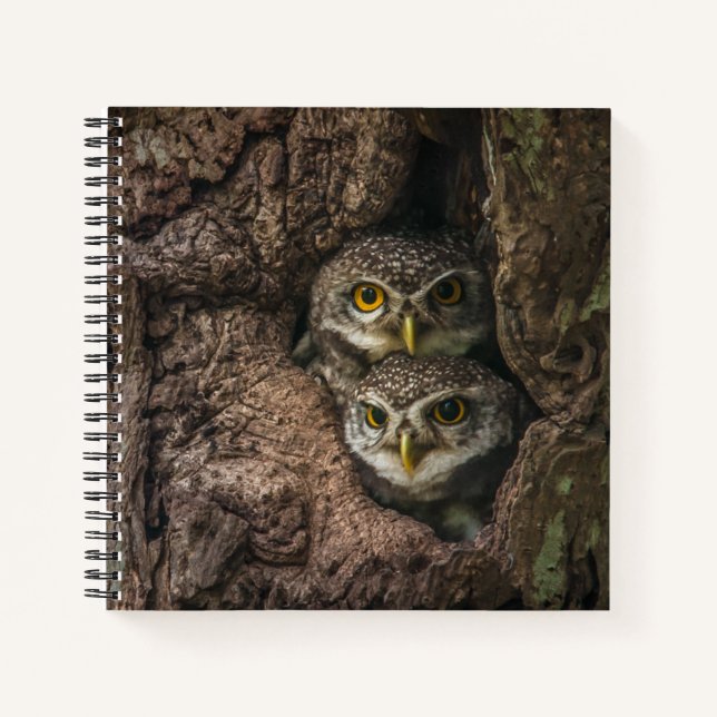 Wälder | Zwei Eulen schauen Notizbuch (Vorderseite)