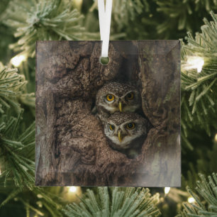 Wälder   Zwei Eulen schauen Ornament Aus Glas
