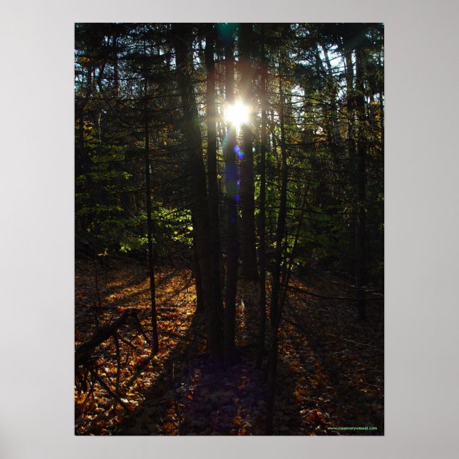 Waldfilter-Poster Poster (Vorne)