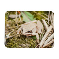 Waldfrösche Natur Waldtiere