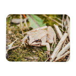 Waldfrösche Natur Waldtiere Magnet