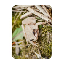 Waldfrösche Natur Waldtiere