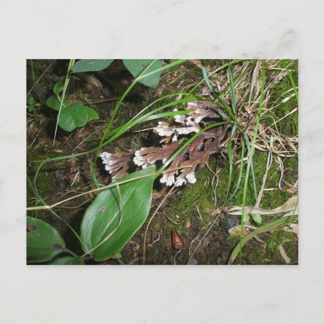 Waldgarten Postkarte (Vorderseite)