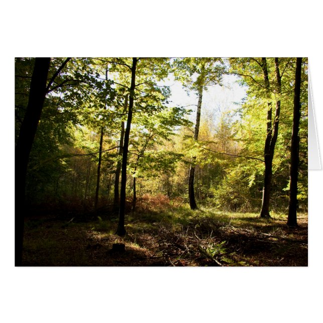 Waldglasur (Vorderseite (Horizontal))