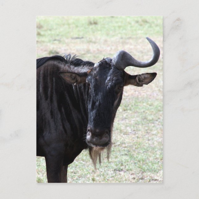Waldhorn Postkarte (Vorderseite)