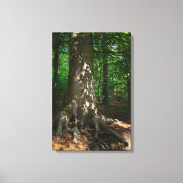 Waldimpression Leinwanddruck