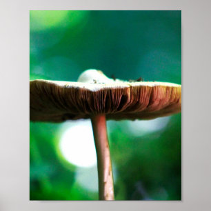 Waldjuwel Poster