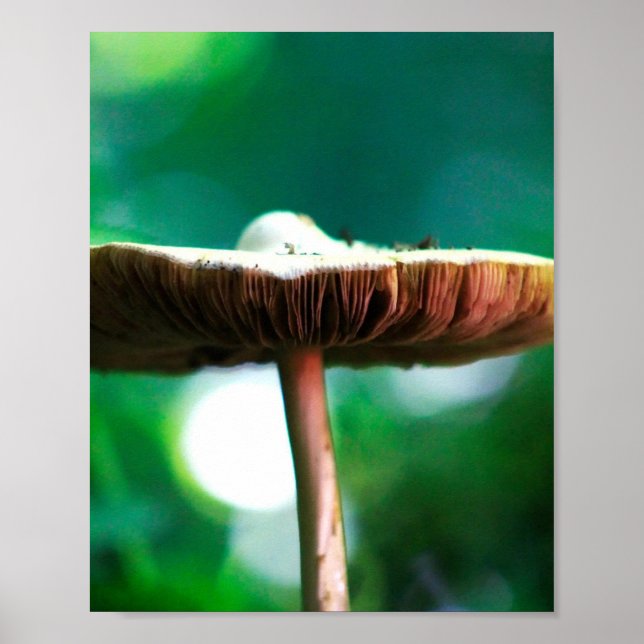 Waldjuwel Poster (Vorne)