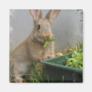 Waldkaninchen-Kaninchen-Magnet Magnet